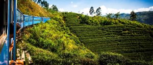 nuwara-eliya-train