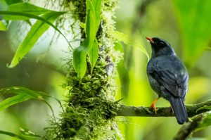 Costa Rica