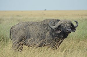 Masai Mara-16