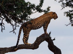 Masai Mara-32