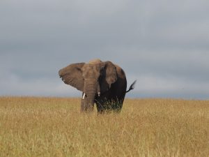 Masai Mara-52