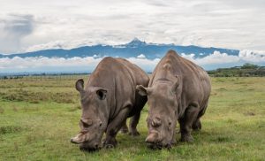 Ol-Pejeta-Conservancy-02