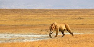 Ngorongoro-06