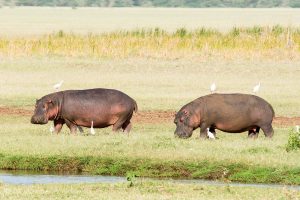 lago-manyara-03