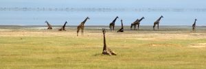 lago-manyara-04