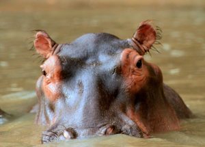 lago-manyara-09