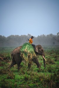 Chitwan kiran-awale-rI8444Ujt_I-unsplash