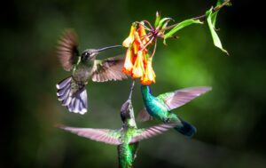 Hummingbirds