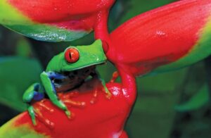 Rana Verde de Ojos Rojos