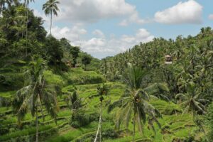 tegalalang rice terraces3