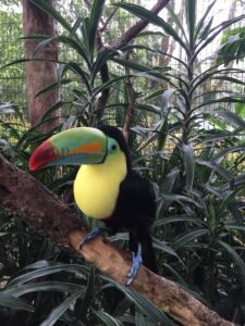 tucan